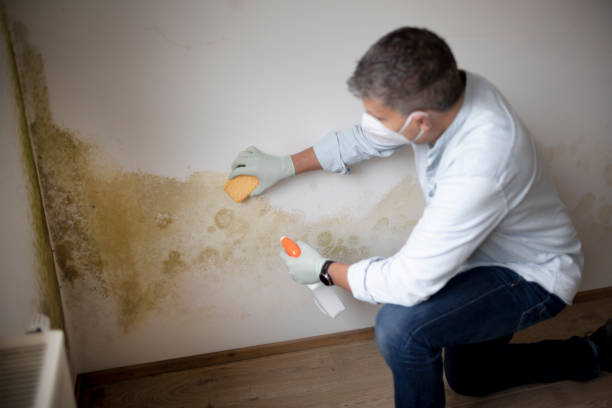 Best Asbestos and Lead Testing During Mold Inspection  in Ocoee, FL